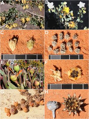 Evolution of seed characters and of dispersal modes in Aizoaceae